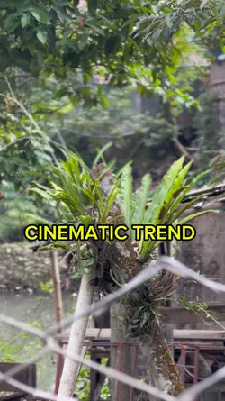 CINEMATIC TREND 