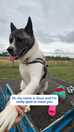Rescue dog Zeus!