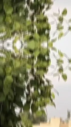 slowmo