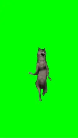 wolf dancing 