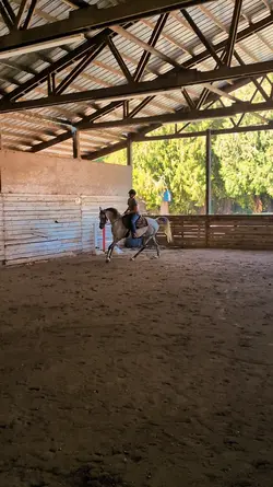 Western ponyyy