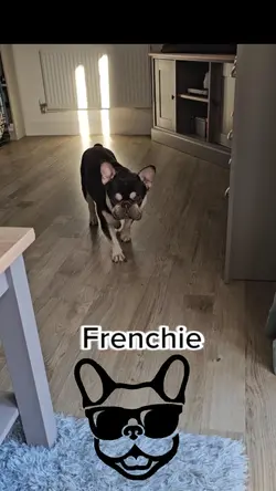 French Bulldog - UK