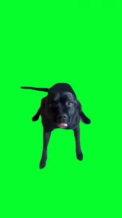 happy dog dance