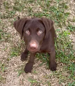 Puppy edit Kona
