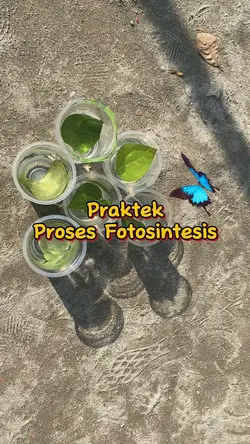 Proses Fotosintesis|