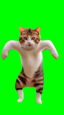 CAT DANCE