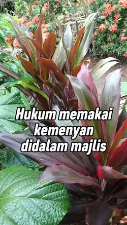 Hukum kemenyan 