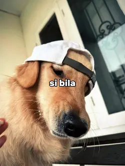 si bila minum jamu