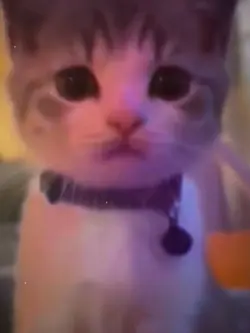 cat edit 