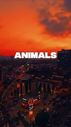 Animals lyric videos