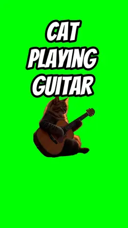 Cat playing guitar 