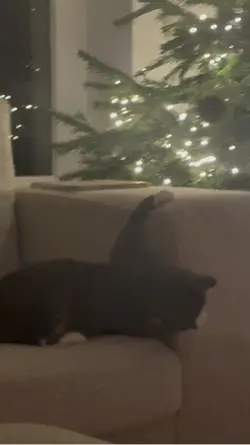 my cat