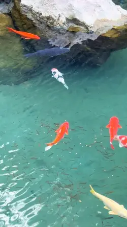 🐠🐟🎏