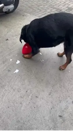 Forpets.oficial_