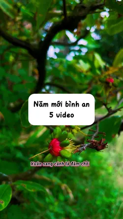 Năm mới bình an