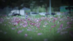 あなたの葬式をみた