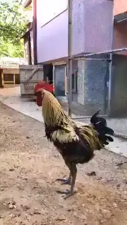 웃긴 영상 나눔