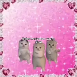 cat memes