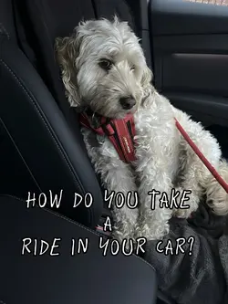 Ride in your car car