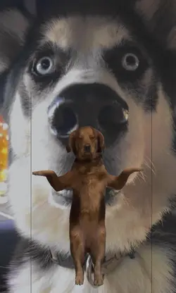 anjing joget 