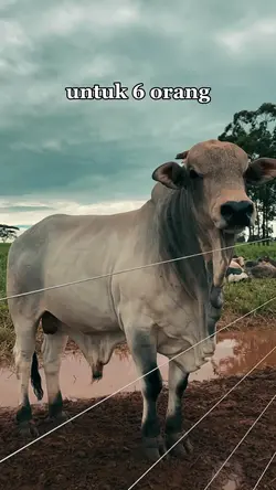 untuk kamu seorang