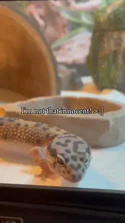 My gecko!