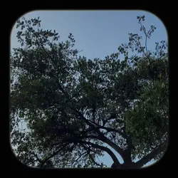 Vlog film