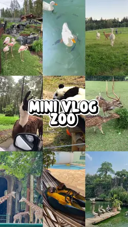 mini vlog