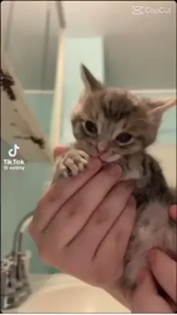 Cat dancing 