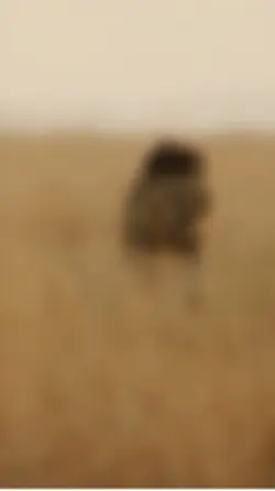 Eres el León 
