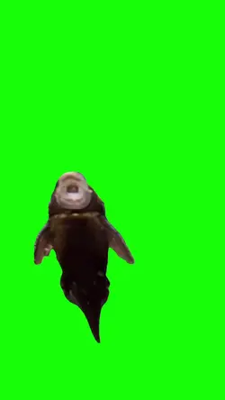 talking fish 