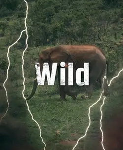 Wild template