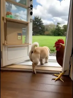 chicken and dog 