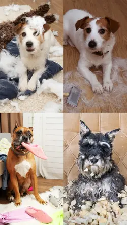 Pet portraits
