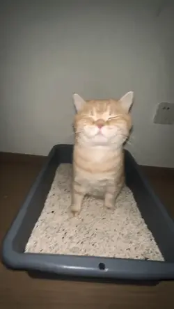 sw kucing