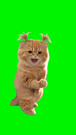 Woo Waaahhh Cat