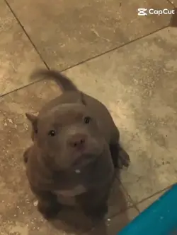 mi perrito bonito