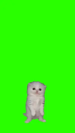 Gatito Baile
