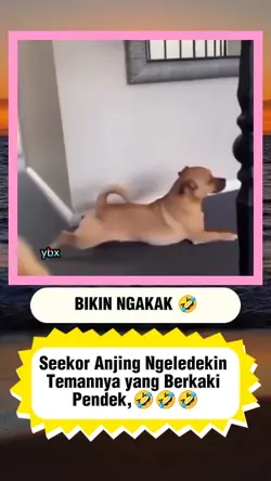 Dunia binatang 