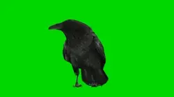 Crow
