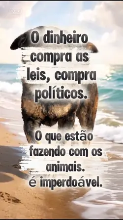 cão Orelha 