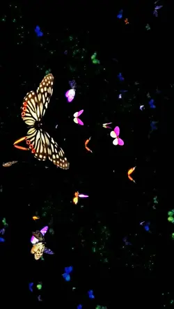 Butterflies flying