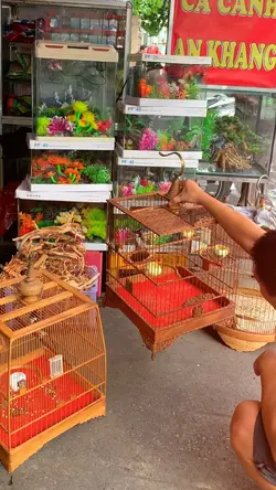 Đam mê chim cảnh