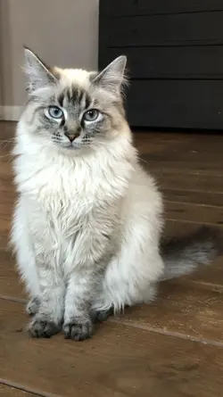 cat microwave AI 