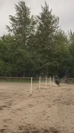 My lil pole pony