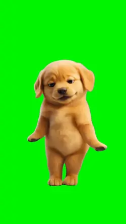Piki Conga!