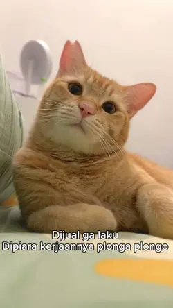 kucing