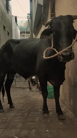 qurbani 2024
