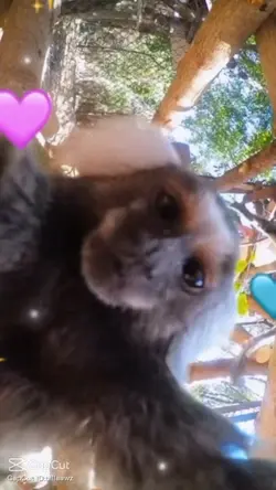 Monkey kiss