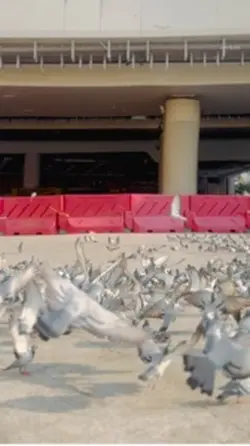 Slowmo 🕊️